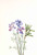 Flower Study Iv By Mary Vaux Walcott