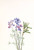 Flower Study Xiii By Mary Vaux Walcott
