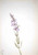 Flower Study Xxii By Mary Vaux Walcott