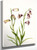 Fritillary (Fritillaria Biflora) By Mary Vaux Walcott
