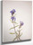 Gentian (Gentiana Affinis) By Mary Vaux Walcott