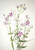 Gentianacease Sabbalia Angularis By Mary Vaux Walcott