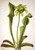 Green Pitcherplant (Sarracenia Orephila) By Mary Vaux Walcott