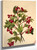 Grouseberry (Viburnum Americanum) By Mary Vaux Walcott