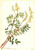 Hedysarum (Hedysarum Sulphurescens) By Mary Vaux Walcott