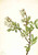 Highbush Blueberry (Vaccinium Corymbosum) By Mary Vaux Walcott