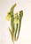 Hooded Pitcherplant (Sarracenia Minor) By Mary Vaux Walcott