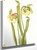 Hybrid Pitcherplant (Sarracenia Minor) By Mary Vaux Walcott