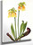 Hybrid Pitcherplant (Sarracenia Minor X Psittacina) By Mary Vaux Walcott