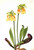 Hybrid Pitcherplant (Sarracenia Minor X Psittacina) By Mary Vaux Walcott