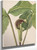 Jack In The Pulpit (Arisaema Triphyllum) By Mary Vaux Walcott