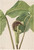 Jack In The Pulpit (Arisaema Triphyllum) By Mary Vaux Walcott