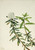 Labrador Tea (Ledum Groenlandicum) 1 By Mary Vaux Walcott