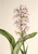 Large Purple Fringe Orchid (Habenaria Grandiflora) By Mary Vaux Walcott