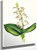 Lily Twayblade (Liparis Liliifolia) By Mary Vaux Walcott