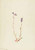 Lobelia Kalmii By Mary Vaux Walcott Lobelia Kalmii By Mary Vaux Walcott