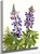 Lupine (Lupinus Fornosus) By Mary Vaux Walcott