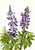 Lupine (Lupinus Fornosus) By Mary Vaux Walcott