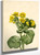 Marsh Marigold (Caltha Palustris) By Mary Vaux Walcott