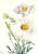 Matilija Poppy (Romneya Coulteri) By Mary Vaux Walcott