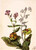 Meadow Beauty (Rhexia Virginica) Rattlesnake Roat(Nabalus Albus)Pitcherplant (Sarracenia Purpurea) By Mary Vaux Walcott
