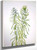 Miners Candle (Oreocarya Virgata) By Mary Vaux Walcott