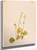 Mitella Nuda By Mary Vaux Walcott