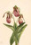 Moccasin Flower (Cypripedium Acaule) By Mary Vaux Walcott