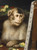 Monkey By Gabriel Cornelius Ritter Von Max