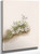 Moss Pink (Phlox Subulate) By Mary Vaux Walcott