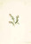 Mountain Cranberry (Vaccinium Vitisidaea Minus) By Mary Vaux Walcott