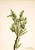 Mountain Juniper (Juniperus Sibirica) By Mary Vaux Walcott