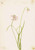 Nodding Onion (Allium Cernuum) By Mary Vaux Walcott