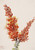 Ocotillo (Fouquieria Splendens) By Mary Vaux Walcott