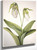 Pale Ladys Slipper (Cypridedium Acaule) By Mary Vaux Walcott