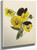 Pansies 2 By Mary Vaux Walcott