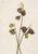 Papaw (Asimina Triloba) By Mary Vaux Walcott