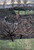 Paysage Dautomne Aux Peupliers Et Pommiers By Paul Serusier Paysage Dautomne Aux Peupliers Et Pommiers By Paul Serusier