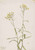 Pearl Everlasting (Anaphalis Margaritacea) By Mary Vaux Walcott