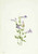 Penstemon (Penstimon Fruiticosus) By Mary Vaux Walcott