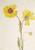 Perennial Gaillardia (Gaillardia Aristata) By Mary Vaux Walcott