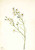 Pineland Aster (Aster Squarrosus) By Mary Vaux Walcott