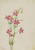 Pink Centaurium (Centaurium Venustum) By Mary Vaux Walcott