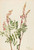 Pink Hedysarum (Hedysarum Americanum) By Mary Vaux Walcott
