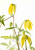 Plant Study 10 By Mary Vaux Walcott