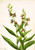 Plant Study 12 By Mary Vaux Walcott
