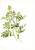 Plant Study 15 By Mary Vaux Walcott