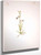 Plant Study 2 By Mary Vaux Walcott