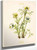 Plume Anemone (Pulsatilla Occidentalis) 19 By Mary Vaux Walcott