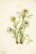 Plume Anemone (Pulsatilla Occidentalis) 19 By Mary Vaux Walcott